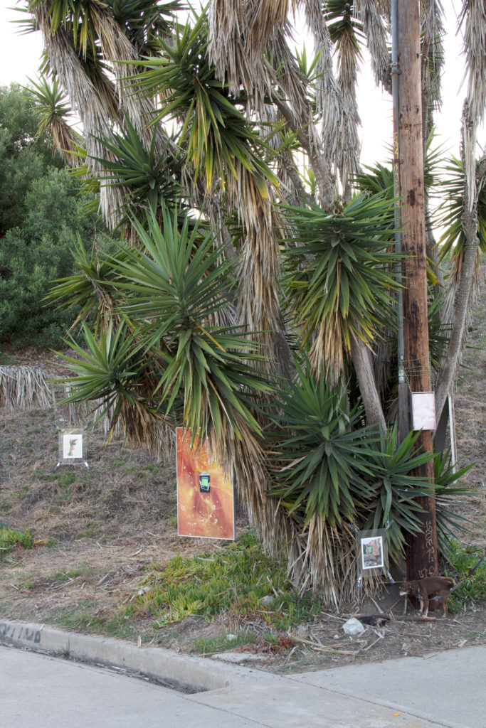 Yucca, installation view